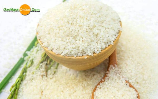 Gạo Nhật Japonica