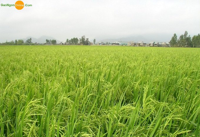 Cung cấp và giao gạo Nàng Hoa giá rẻ tại quận Bình Thạnh