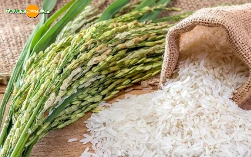 nguồn cung cấp gạo sỉ lẻ tại quận Tân Bình