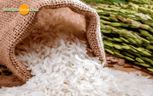 cung cấp gạo giá rẻ cho quán cơm