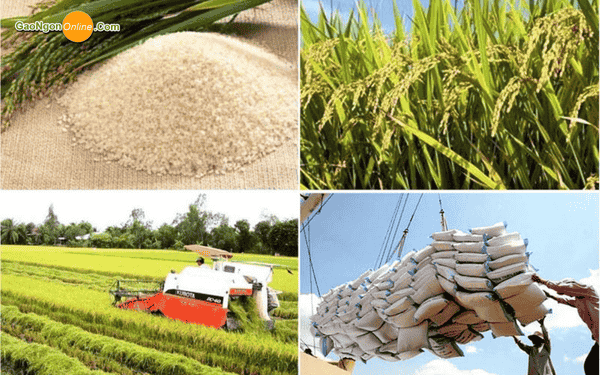 gạo Thái Lan ngon nhất