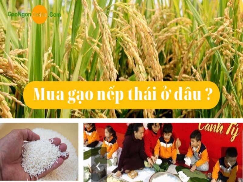 Địa điểm cung cấp  gạo nếp thái nhập khẩu uy tín chất lượng giá cạnh tranh tại HCM