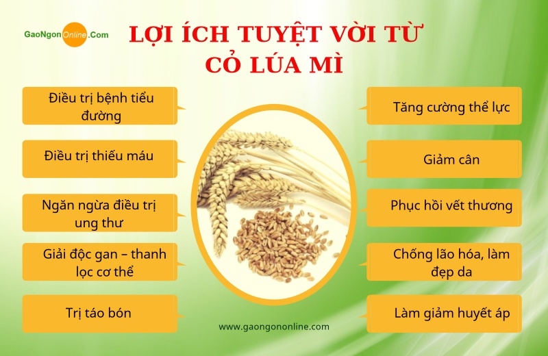 Tác dụng của cỏ lúa mì giúp cân bằng lượng cholesterol và đường huyết nhờ hàm lượng chất dinh dưỡng dồi dào. Do đó, loại thực phẩm này thường được người dân ép lấy nước uống để cải thiện sức khỏe