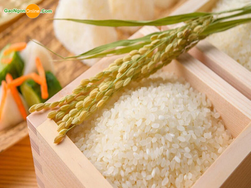 Gạo Nhật Bản là gạo gì? 