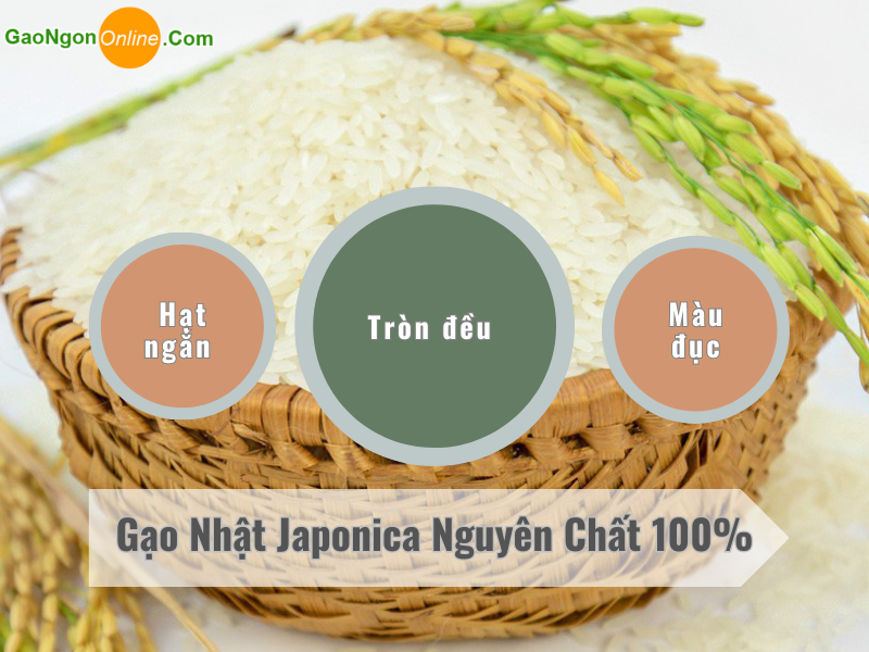 Chuyên cung cấp các loại gạo nhật Japanica chất lượng, giá rẻ 