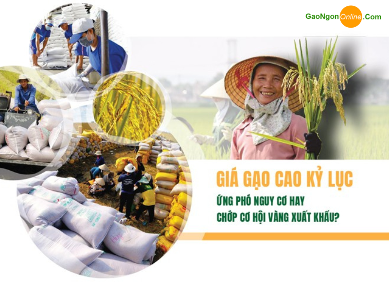 Việt Nam nên làm gì trước thềm giá lúa gạo đang tăng giá?