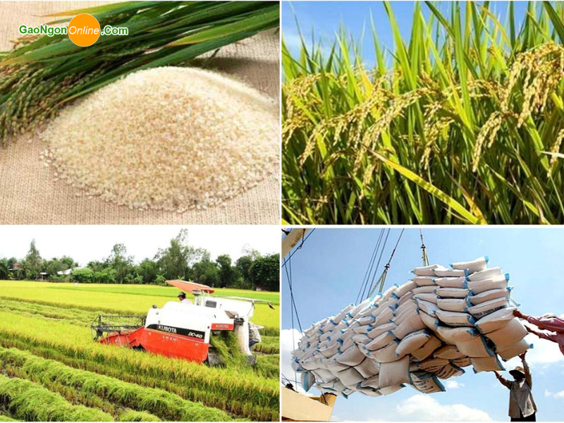 Thị trường xuất khẩu gạo của Việt Nam hiện nay