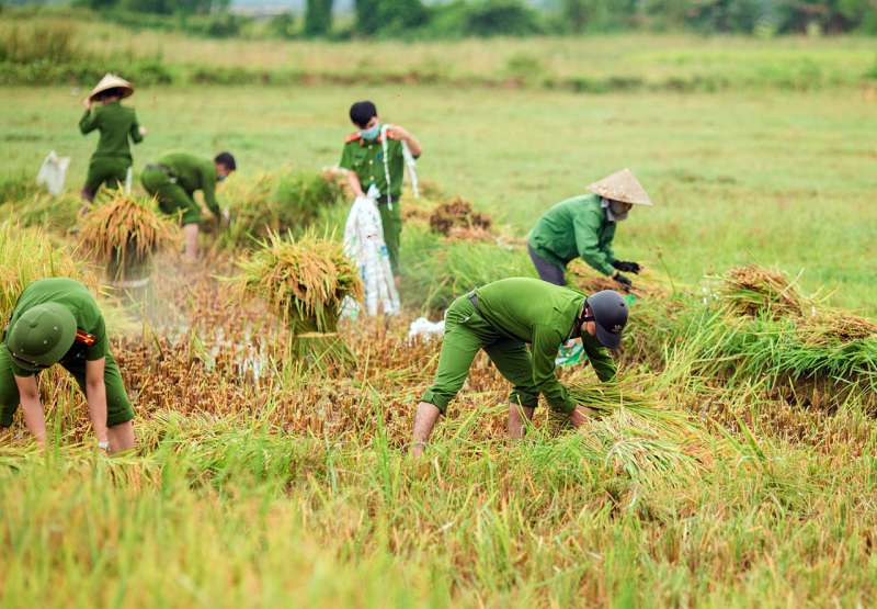 Thời điểm thu hoạch gạo tại Tiền Giang