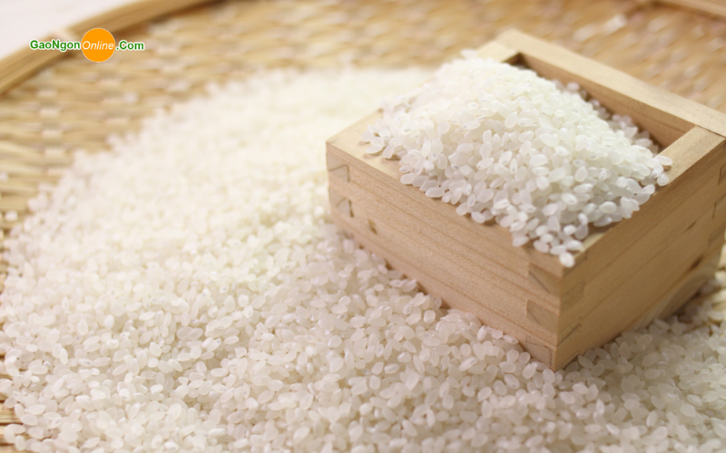 Gạo Nhật Bản là gạo gì? Mua gạo Nhật Bản giá rẻ ở đâu?