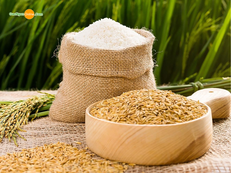 Thị trường xuất khẩu lúa gạo hiện nay có nhiều cơ hội tăng trưởng