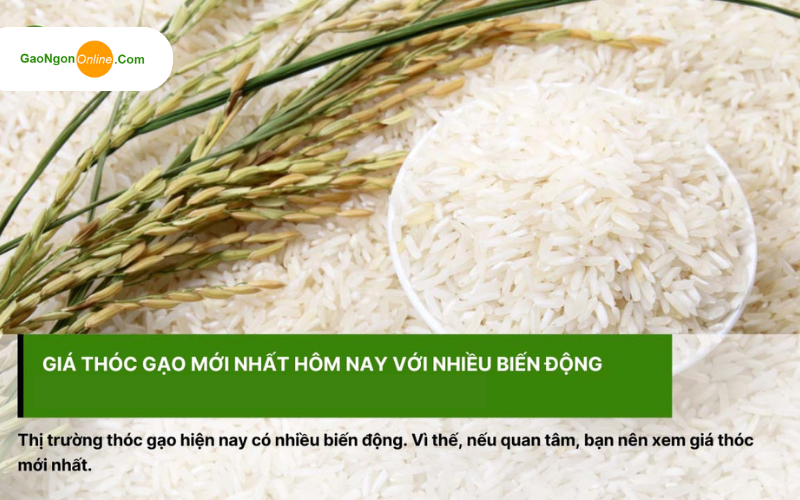 Giá lúa gạo hôm nay đồng loạt tăng