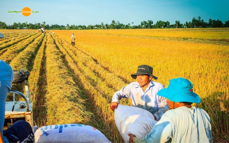 Hiện nay ở nước ta có điều kiện gì để phát triển sản xuất lúa gạo?