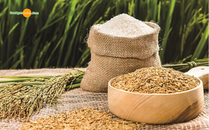 Áp dụng công nghệ, kỹ thuật mới vào quy trình sản xuất lúa gạo