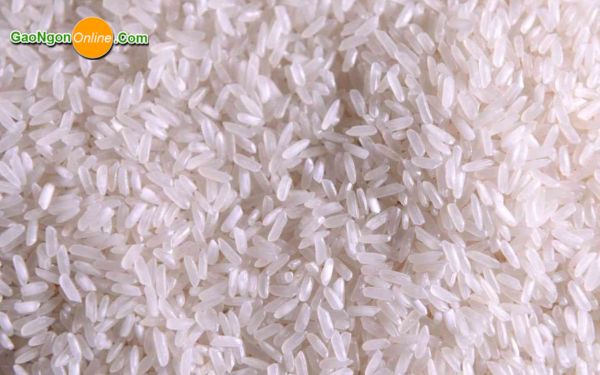 Giá gạo 504 Giá gạo 504
