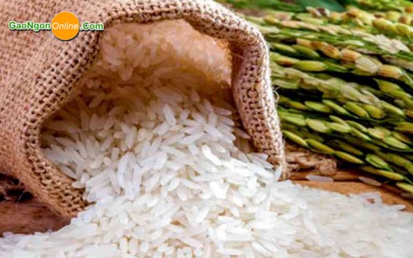 Giá gạo 504 Giá gạo 504