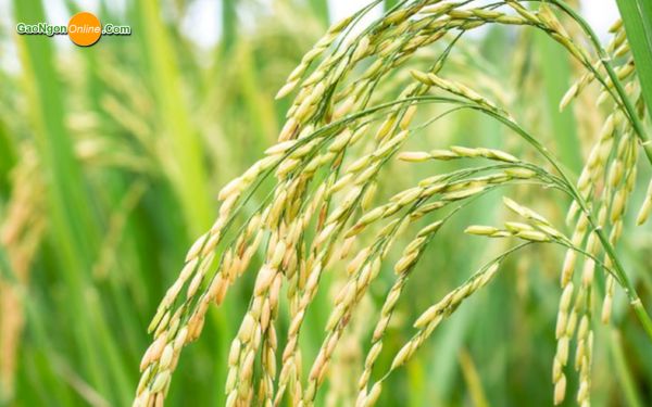 Tiêu chí chọn gạo từ thiện chất lượng