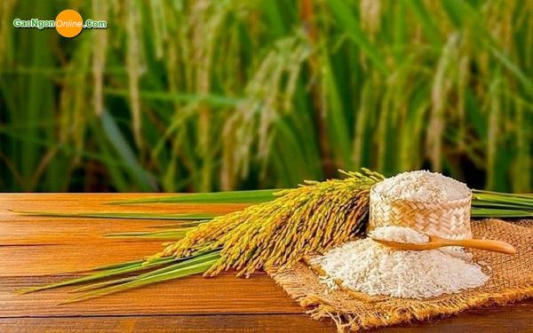 Gạo ngon online – Cung cấp gạo bụi sữa giá tốt, chất lượng ổn định