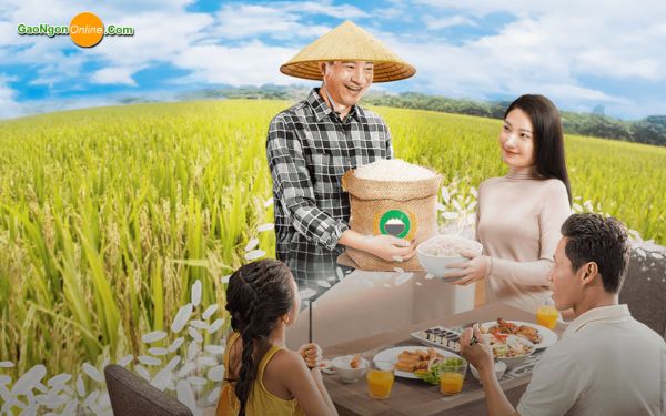 Giá gạo nếp bắc trên thị trường hiện nay