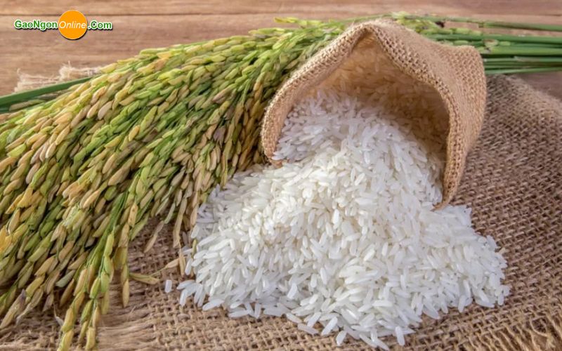 Bí quyết chọn gạo ngon