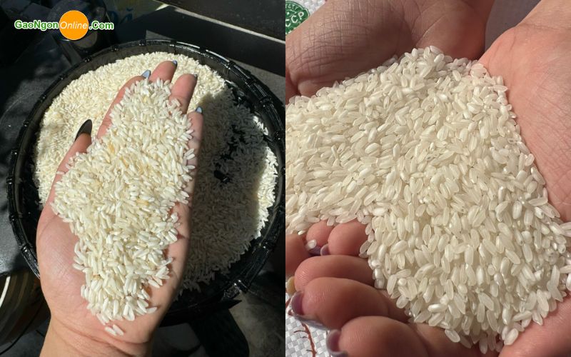 Bí quyết chọn gạo ngon