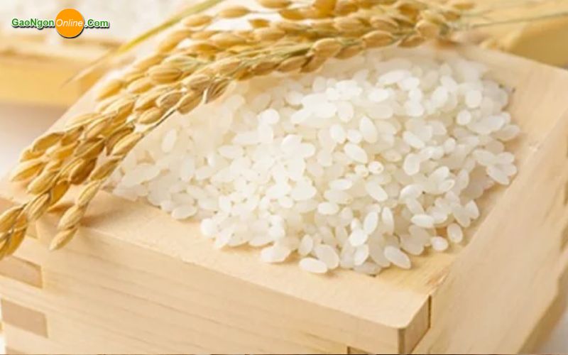 Mua gạo lài sữa dẻo thơm ở đâu giá tốt?
