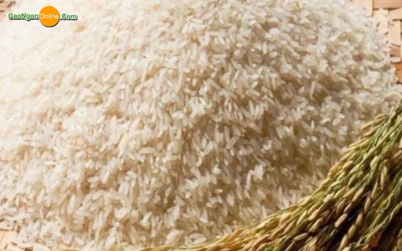 Vì sao nên chọn Gạo Ngon online là đơn vị cung cấp gạo lài sữa ?