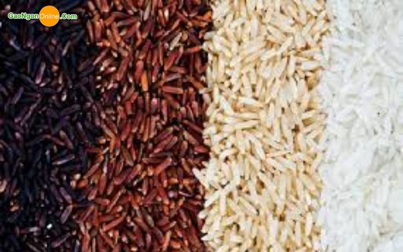 Các loại gạo nấu cháo ngon phổ biến hiện 