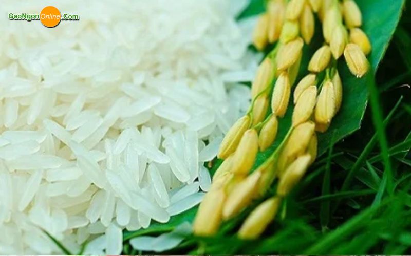 Gạo 504 cũ là gì? Đặc điểm và ứng dụng