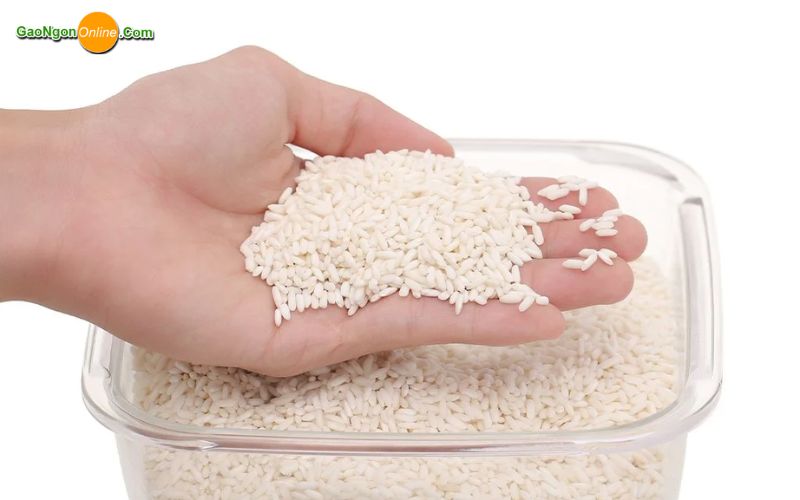 Nếp sáp là gì? Đặc điểm và ứng dụng