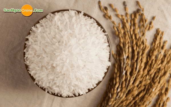 gạo st25 chính hãng mua ở đâu