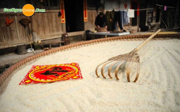 Cách bảo quản gạo để được lâu không bị mọt