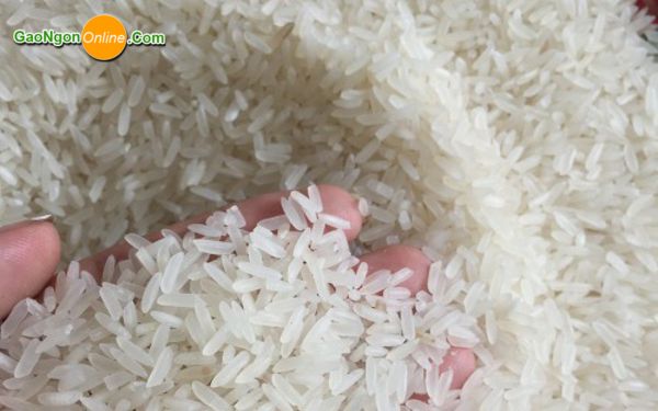 Ưu điểm của gạo OM 18