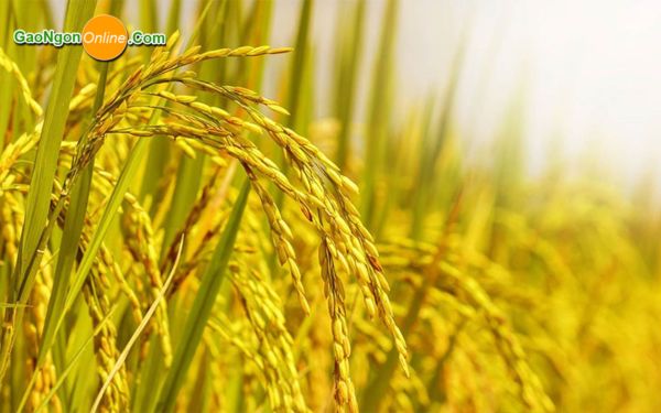 Quy trình sản xuất gạo