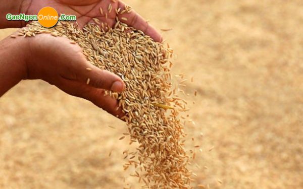 Lựa chọn và gieo hạt giống