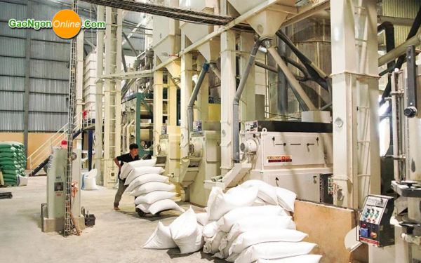 Quy trình sản xuất gạo chi tiết từ A-Z