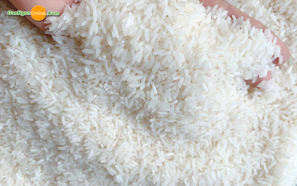 Gạo Tám Xoan Hải Hậu