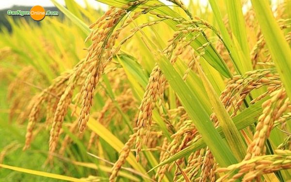 Nguồn gốc và vùng trồng