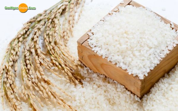 Gạo Japonica là gì?