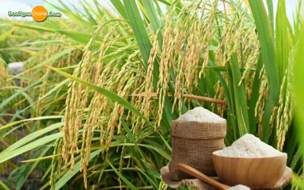 Giá lúa Đài Thơm 8 hiện nay bao nhiêu