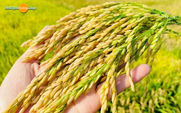 Chất lượng lúa ảnh hưởng đến giá lúa Đài Thơm 8 hiện nay