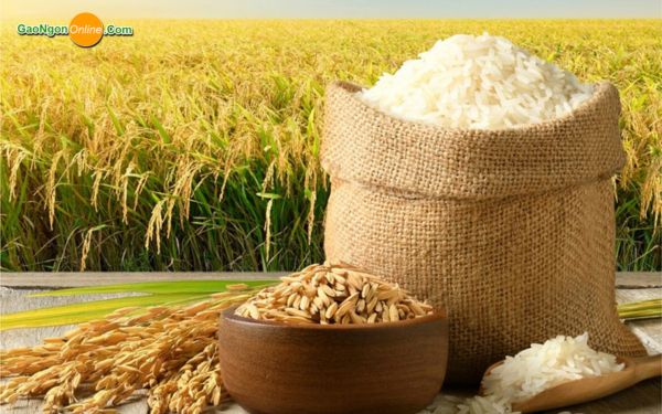 Giá lúa Đài Thơm 8 hiện nay có ảnh hưởng trực tiếp đến giá gạo