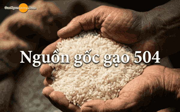 Nguồn gốc gạo 504