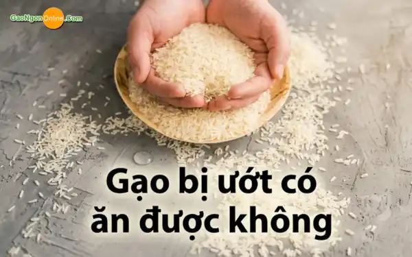 Gạo bị ướt có ăn được không