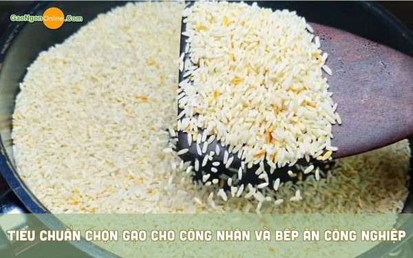 Tiêu chuẩn chọn gạo cho công nhân và bếp ăn công nghiệp