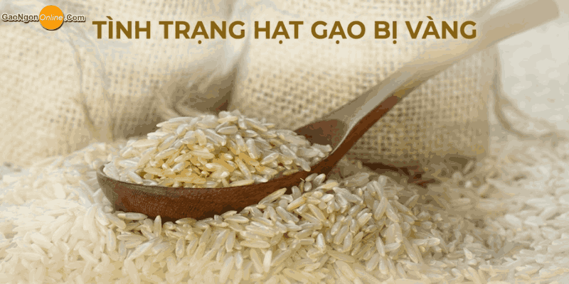 hạt gạo bị vàng