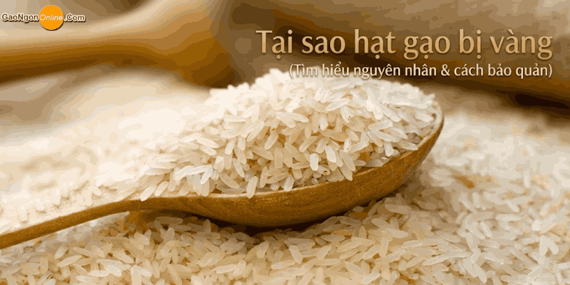 Tại sao hạt gạo bị vàng