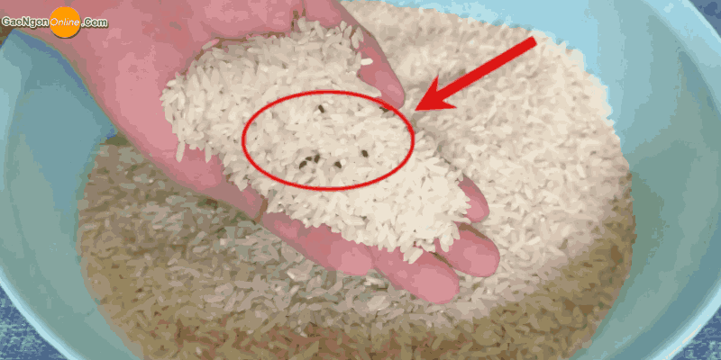 Hạt vàng bị nấm mốc tấn công